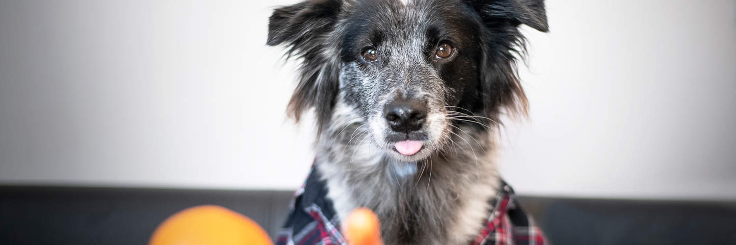 Best Natural Dog Food