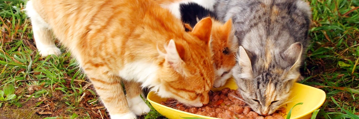 Natural Cat Food Garland TX