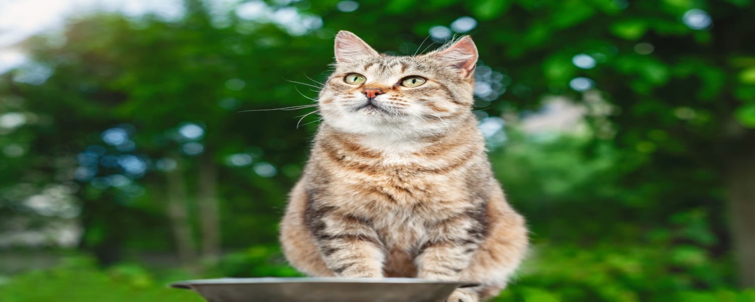 Natural Cat Foods Rowlett TX